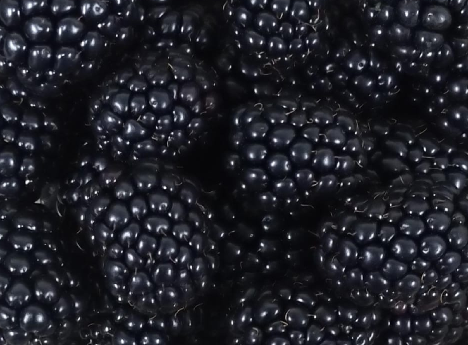 macro blackberries